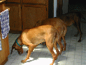 dogs_7.JPG
 (86.2k)