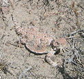 hornedToad.jpg
 (198.3k)