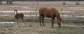 foal2.jpg
 (58.0k)